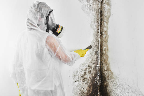 Best Certified Mold Removal  in Rangely, CO