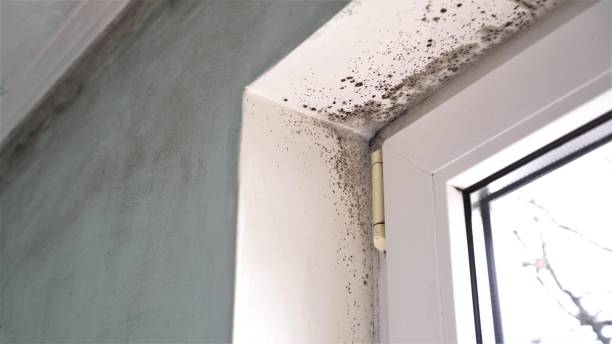 Best Toxic Mold Removal  in Rangely, CO