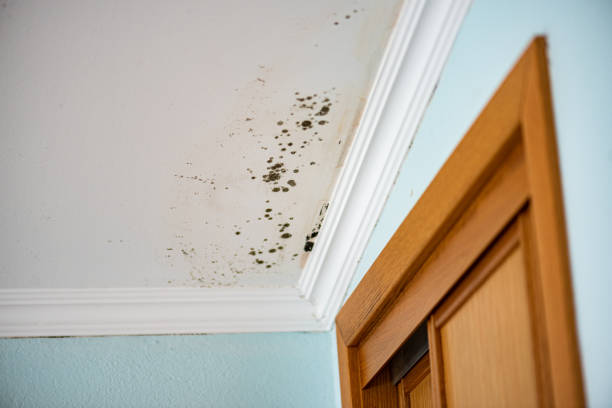 Mold Removal and Inspection in Rangely, CO