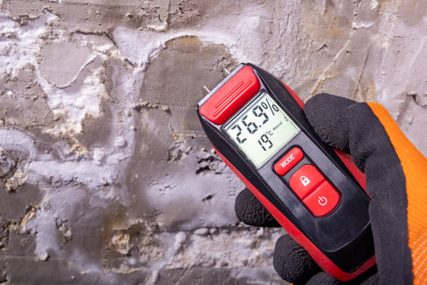 Best Mold Damage Repair  in Rangely, CO