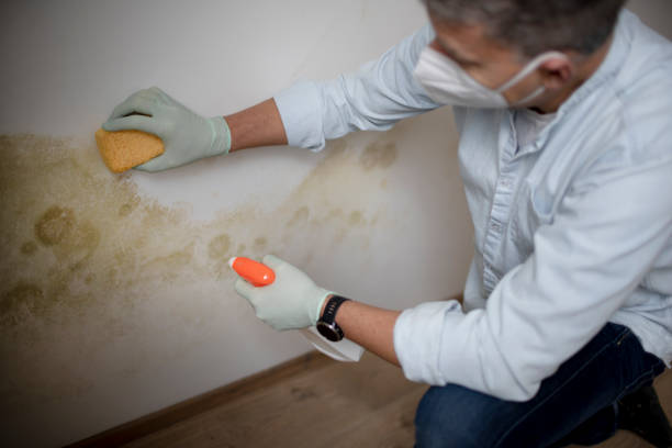 Best Commercial Mold Removal  in Rangely, CO