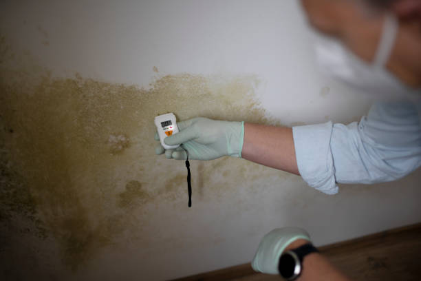 Office Mold Removal Services in Rangely, CO