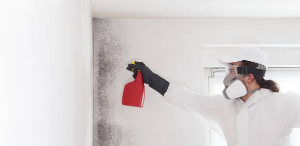 Best Same-Day Mold Removal  in Rangely, CO