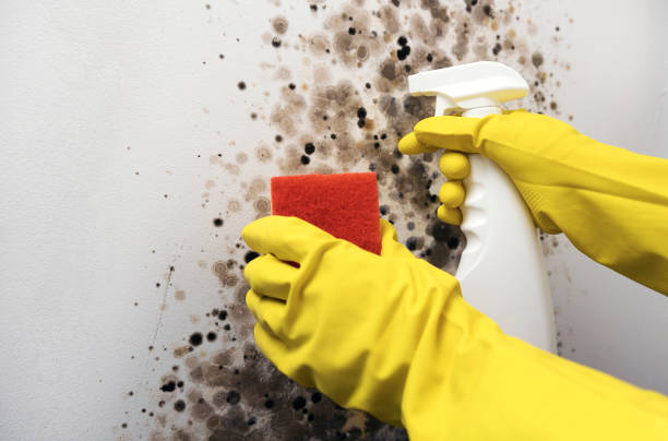 Best Commercial Mold Removal  in Rangely, CO
