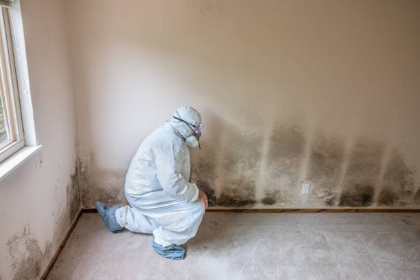Best Emergency Mold Removal  in Rangely, CO
