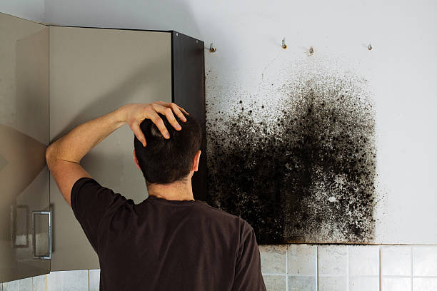 Best Home Mold Removal  in Rangely, CO