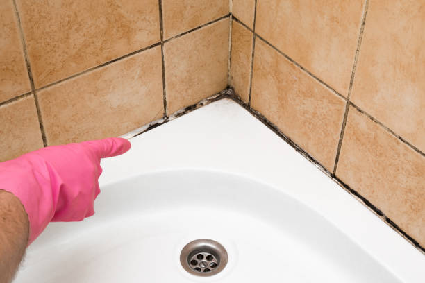 Best Office Mold Removal Services  in Rangely, CO